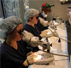All follicular unit grafts are trimmed under microscopes