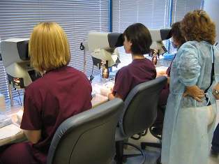 Shapiro Medical techs cutting grafts under microscopes