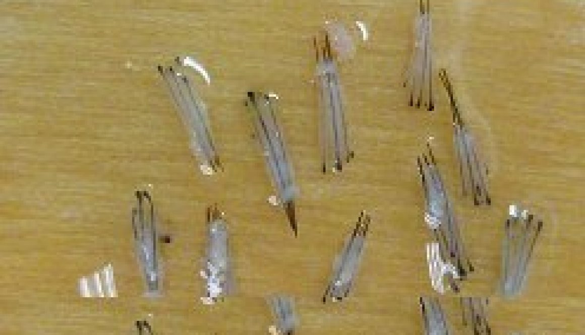 follicular unit grafts